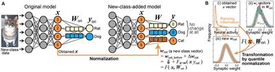 A single fast Hebbian-like process enabling one-shot class addition in deep neural networks without backbone modification